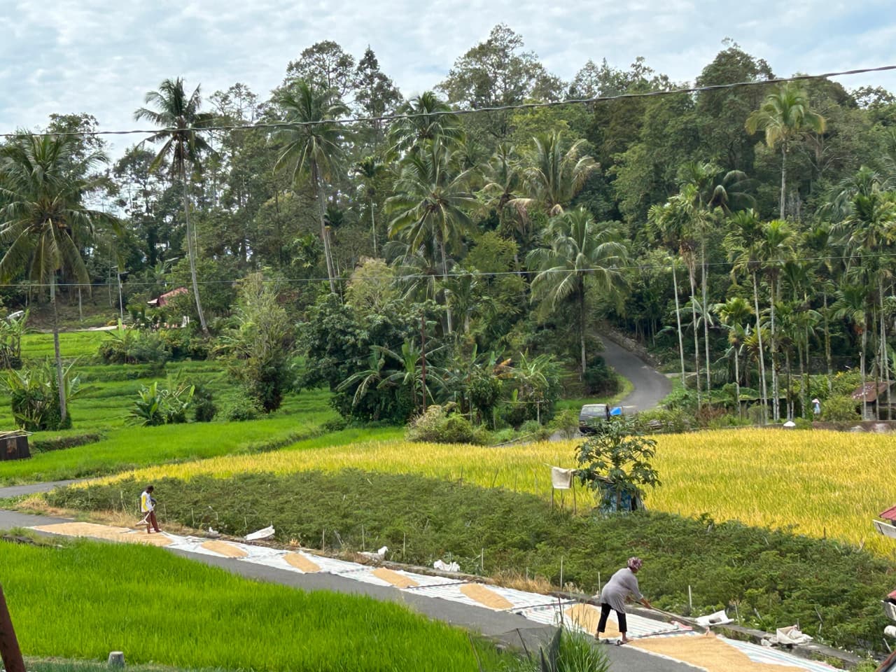 Panen Raya Padi Sawah Desa