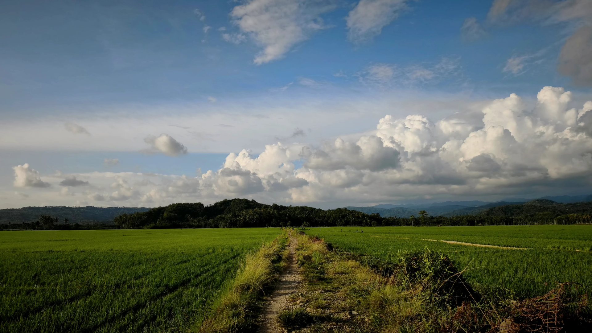 Pertanian Pangan Desa Tanjung Alam